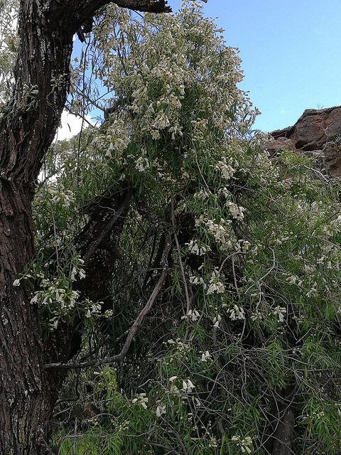 Pandorea doratoxylon