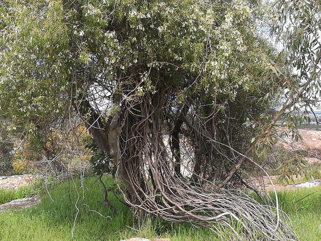 Pandorea doratoxylon