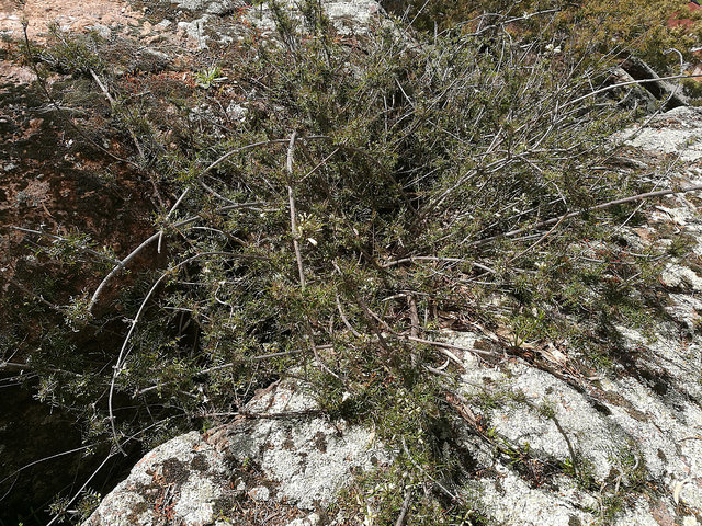 Pandorea doratoxylon