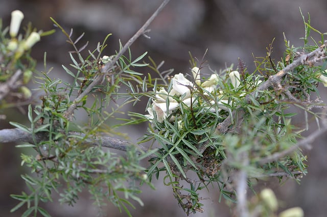 Pandorea doratoxylon