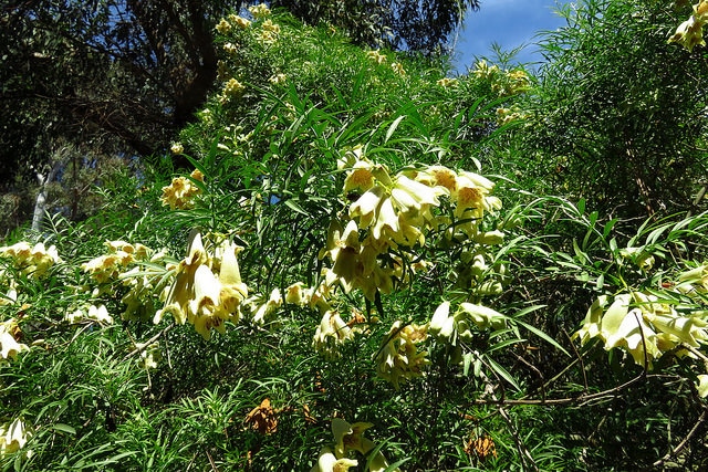 Pandorea doratoxylon