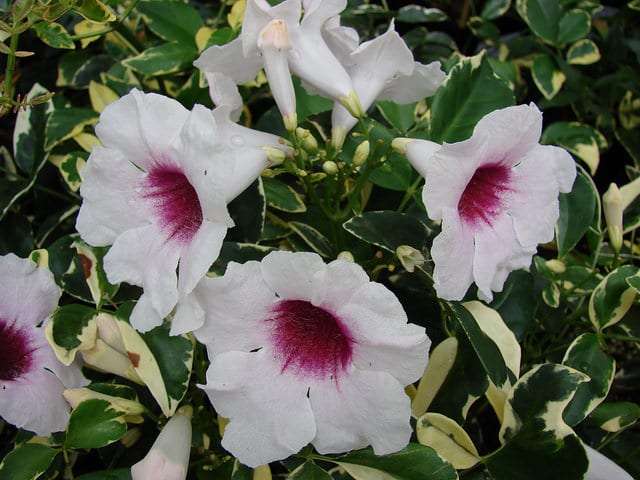 Pandorée faux-jasmin