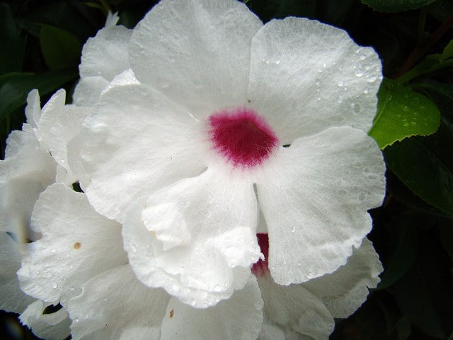 Pandorée faux-jasmin