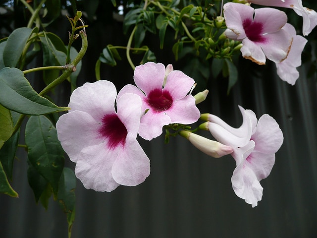 Pandorée faux-jasmin
