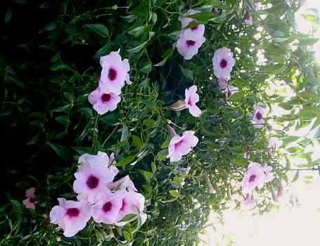 Pandorée faux-jasmin