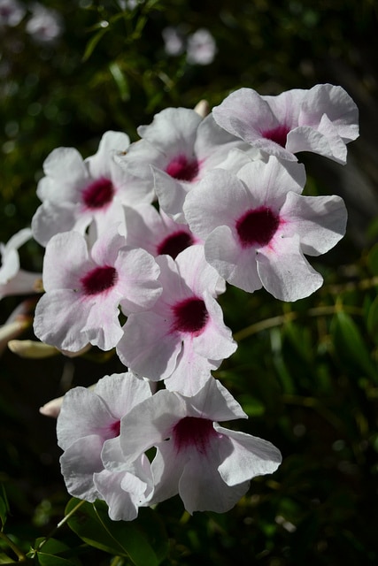Pandorée faux-jasmin