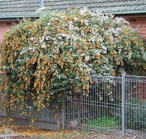 Pandorea pandorana