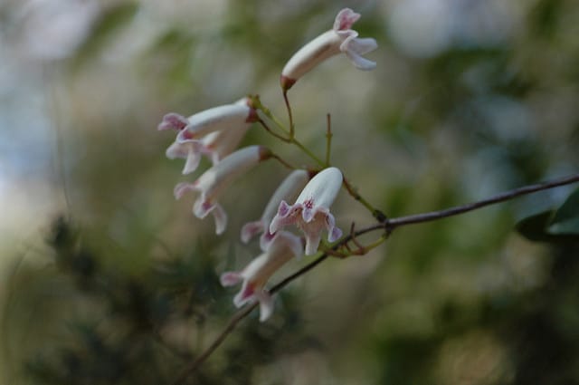 Pandorea pandorana