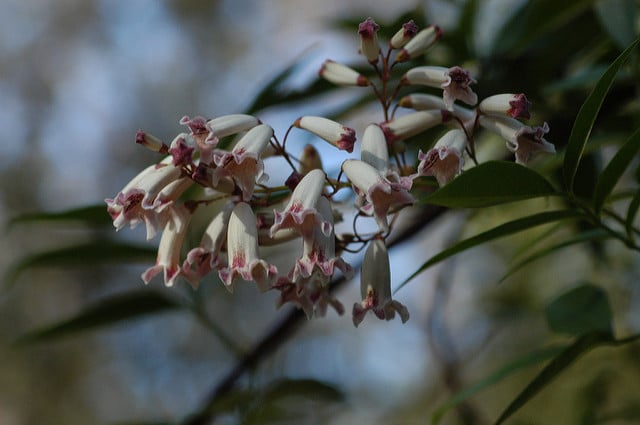 Pandorea pandorana