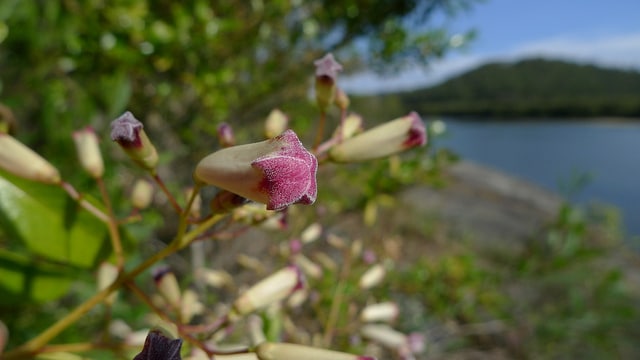 Pandorea pandorana