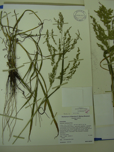 Panicum antidotale