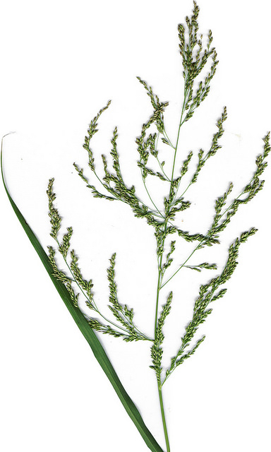 Panicum antidotale