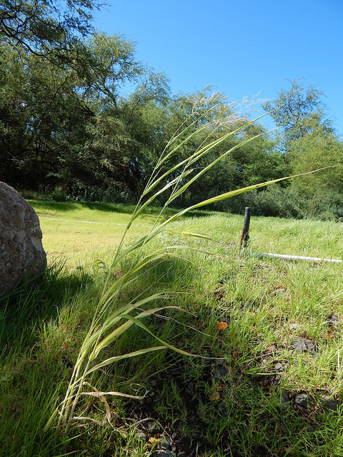 Panicum antidotale
