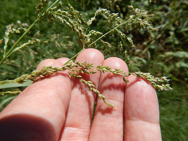 Panicum antidotale