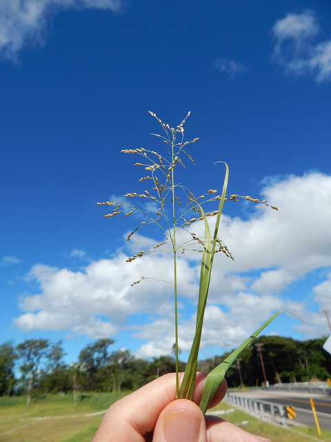 Panicum antidotale
