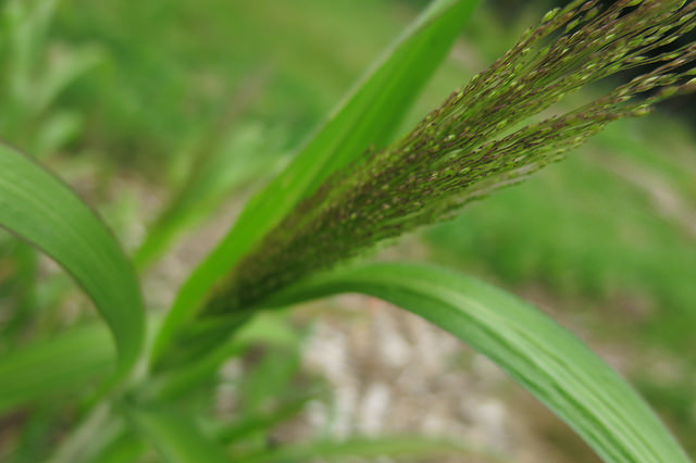 Millet capillaire