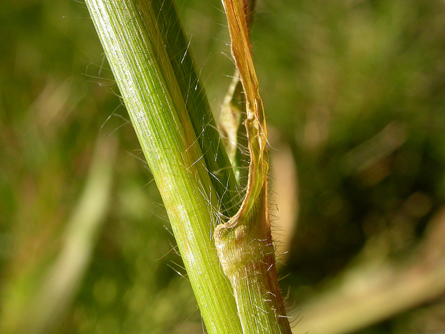 Millet capillaire
