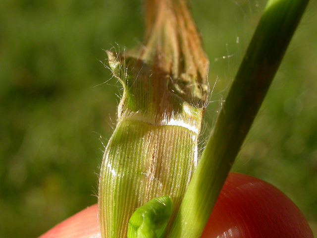 Millet capillaire