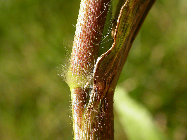 Millet capillaire
