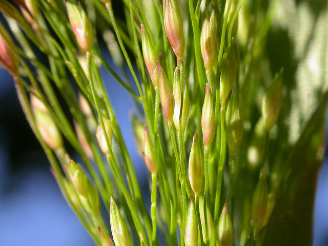 Millet capillaire