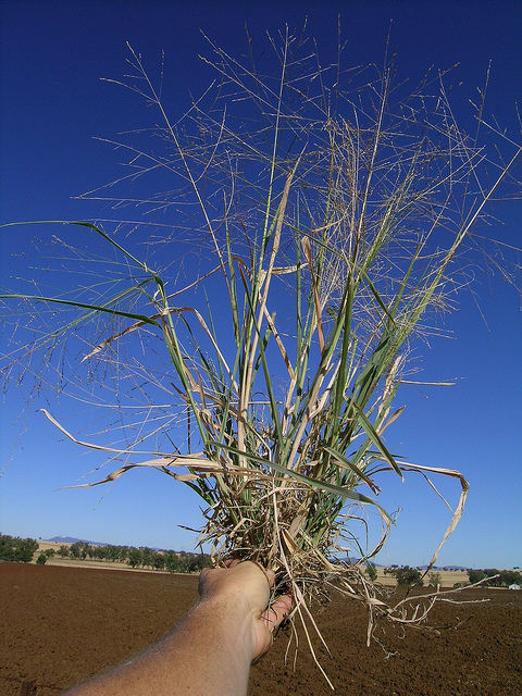 Panicum decompositum