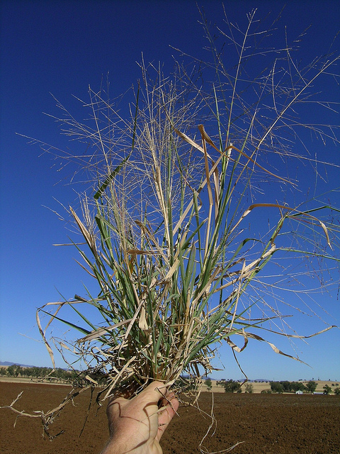 Panicum decompositum