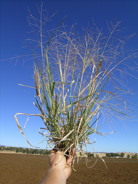 Panicum decompositum