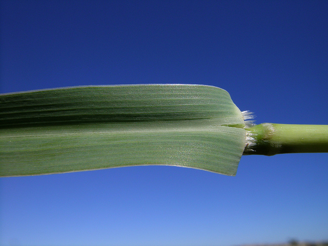 Panicum decompositum