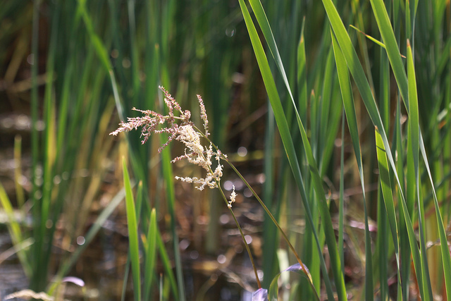 Millet des rizières