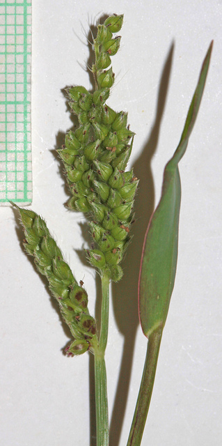 Millet des rizières