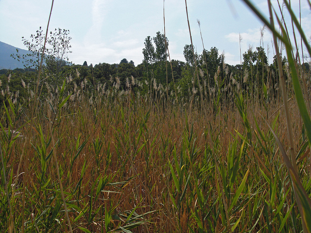 Millet des rizières