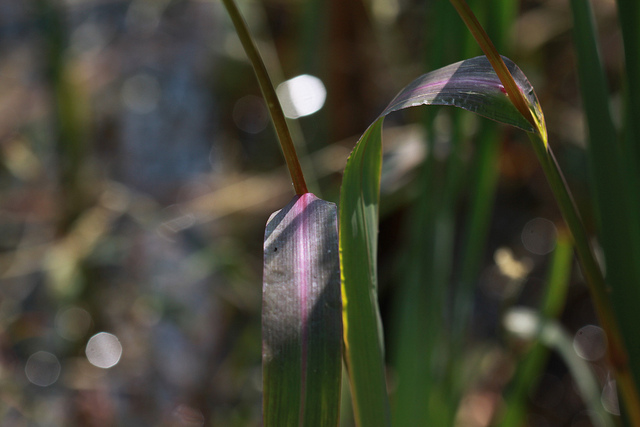Millet des rizières