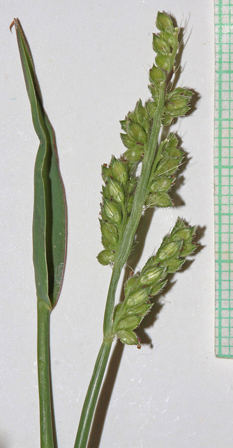 Millet des rizières