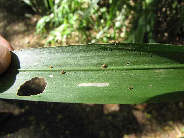 Herbe fataque