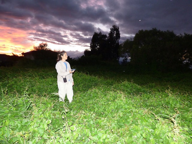 Herbe fataque