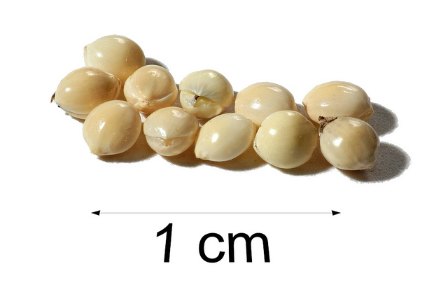 Millet commun (Panicum miliaceum)