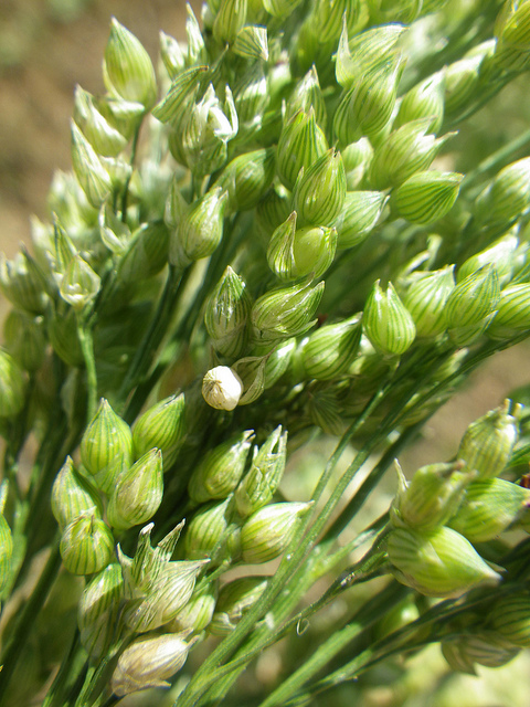 Millet commun