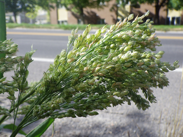 Millet commun