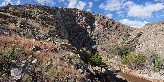 Hopia obtusa (Panicum obtusum)