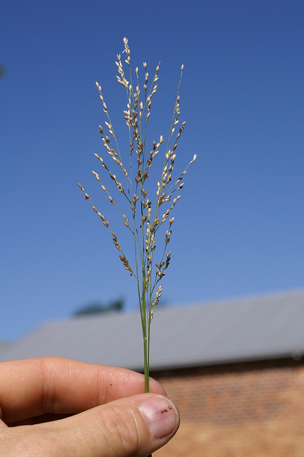 Millet rampant