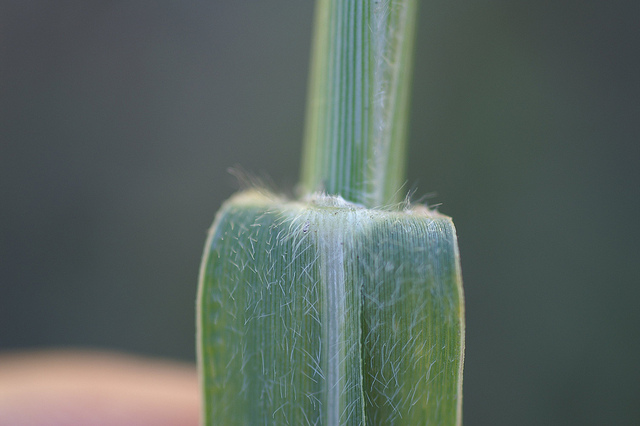 Millet rampant