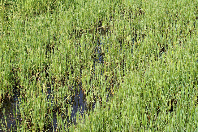 Millet rampant