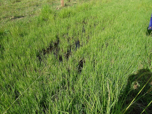 Millet rampant (Panicum repens)