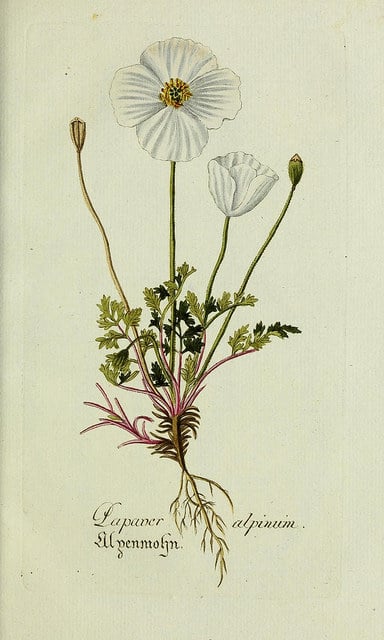Pavot des alpes