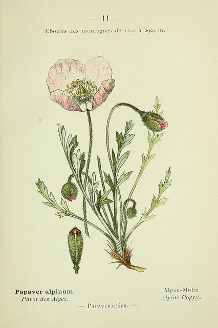 Pavot des alpes