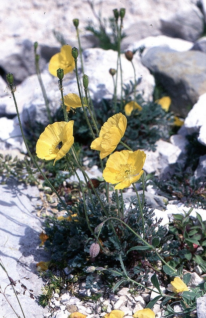 Pavot des alpes