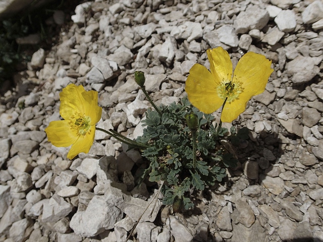 Pavot des alpes