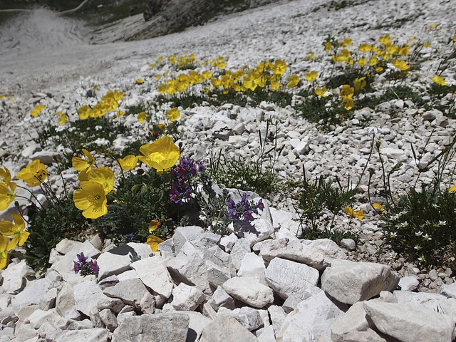 Pavot des alpes (Papaver alpinum)