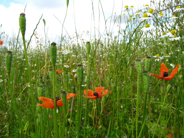Coquelicot argémone