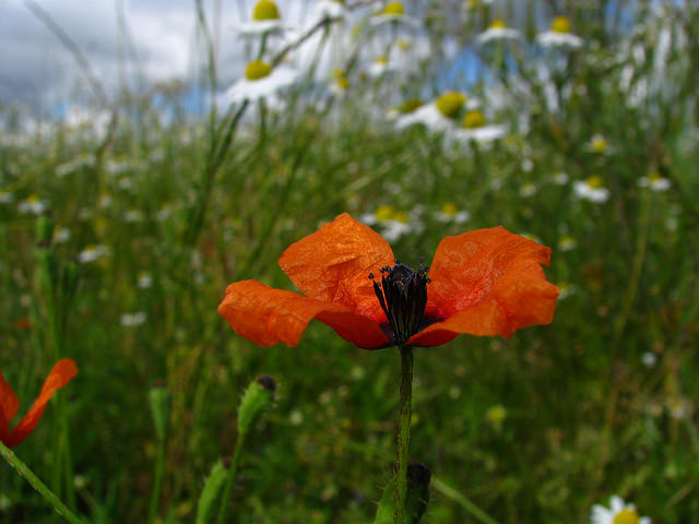 Coquelicot argémone